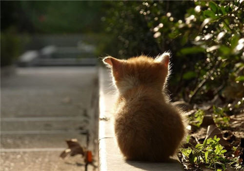 让猫咪在室内也能快乐生活的小窍门