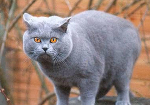 猫咪的几种体型和判断标准