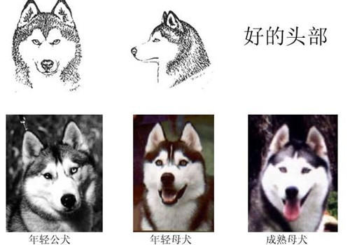 哈士奇的标准是什么