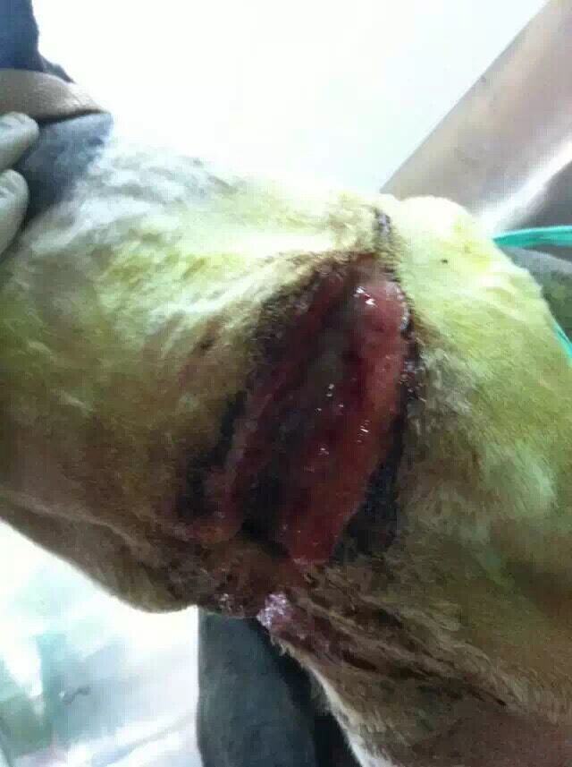 一例边境牧羊犬的伤口处理与护理