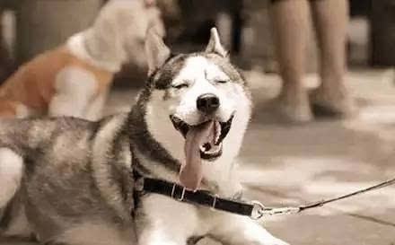 有哪些方法可以让狗狗感到快乐？