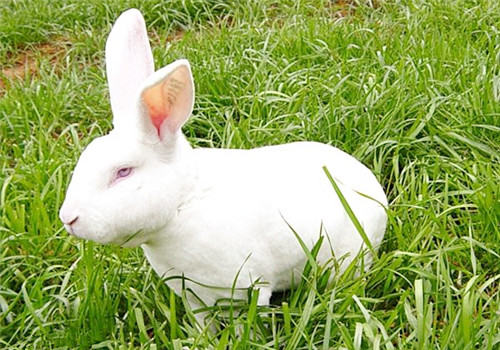 獭兔饲料可添加食用油