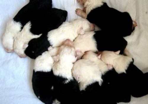 新生幼犬有哪些常见病