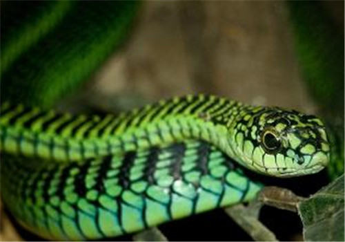 非洲树蛇的外形特点
