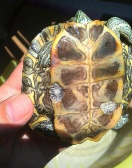 宠物龟腐甲的临床治疗案例