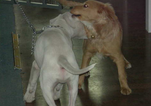 哪些因素会导致狗狗内外八