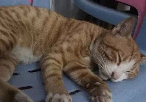 猫咪突发休克的用药选择 猫咪突发休克的用药选择