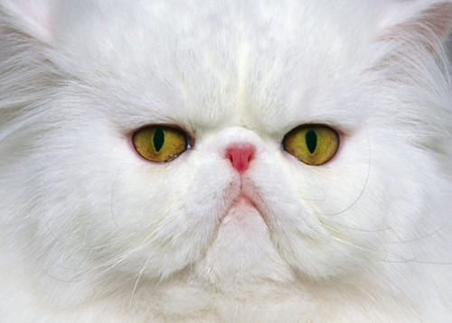 怎么帮长毛宠物猫清理毛发 怎么帮长毛宠物猫清理毛发