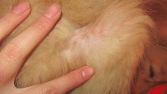 宠物犬常见的皮肤病有哪些