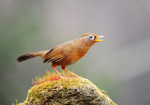 画眉鸟喂养不可缺少的三种食物