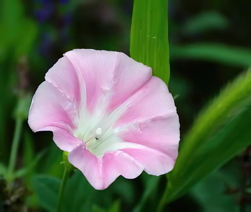 肾叶打碗花栽种培养管理