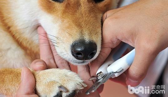 猫狗需要修剪指甲吗？猫狗指甲怎么修剪