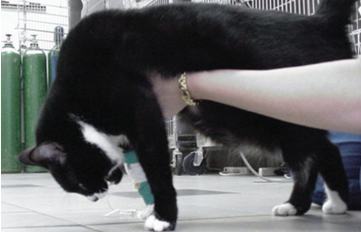 猫头抬头障碍症的症状及治疗方法