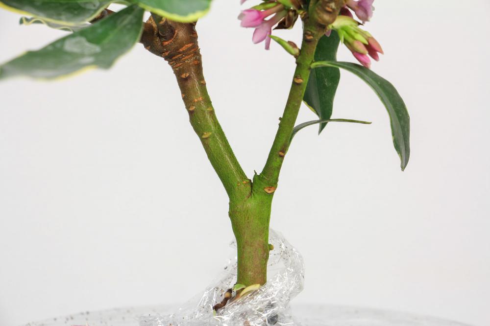 金边瑞香的养殖小窍门，一年开几次花
