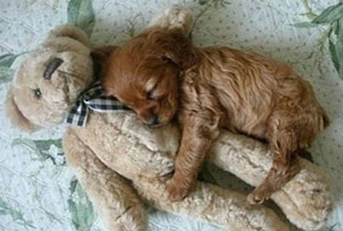 给狗狗选购玩具的小诀窍 给狗狗选购玩具的小诀窍