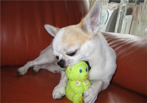 春节饲养宠物如何不影响走亲访友