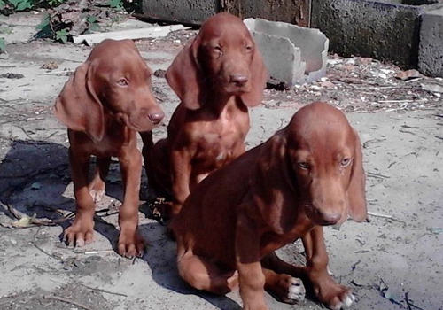 什么样的狗需要补钙