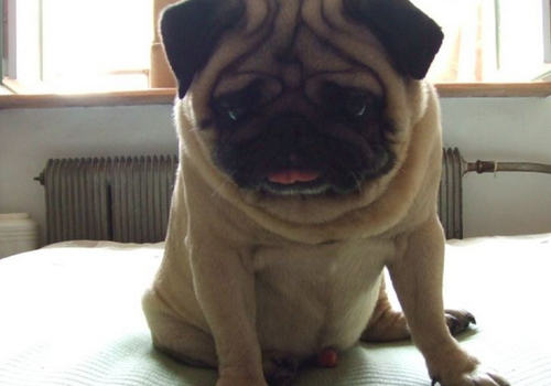 如何为狗狗挑选沐浴乳