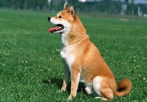 养狗的家庭需要注意的问题有哪些？