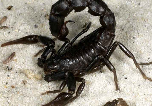 养蝎时要注意哪些问题 养蝎时要注意哪些问题