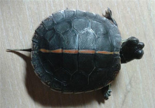 红纹锦龟的饲养注意事项