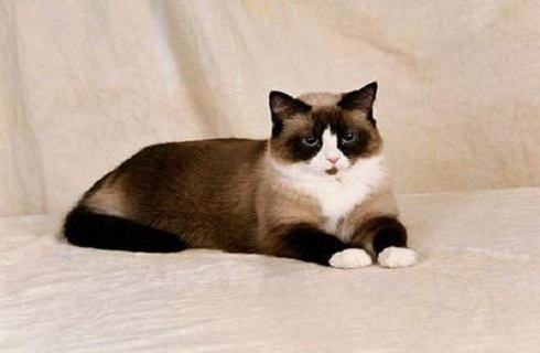 雪鞋猫好养吗?雪鞋猫饲养