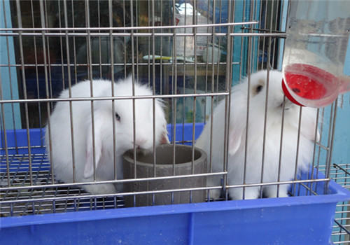 教你挑选宠物兔