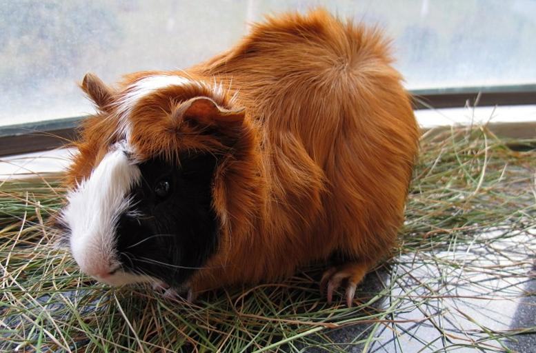 荷兰猪晒太阳要掌握好时间 荷兰猪晒太阳要掌握好时间