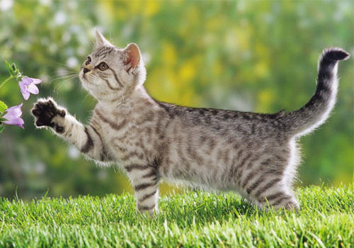 猫咪的尾巴会说话