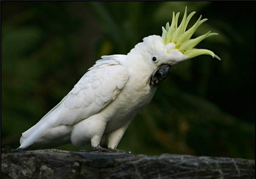 常见的鹦鹉肢体语言解读