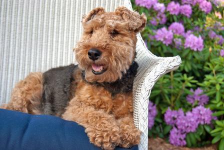 威尔士梗犬怎么喂养？威尔士梗犬饲养