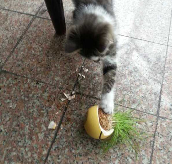 猫咪是真的懒，还是只是懒得搭理你？