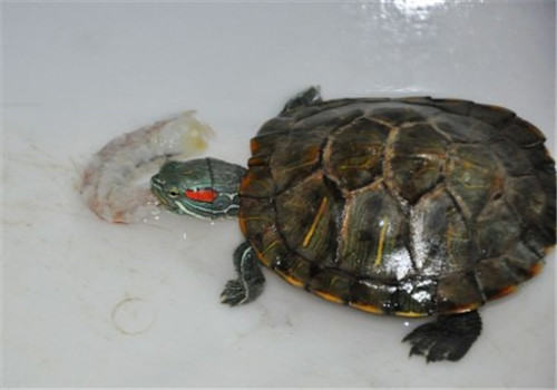 巴西龟每天吃多少东西比较合适? 巴西龟每天吃多少东西比较合适?