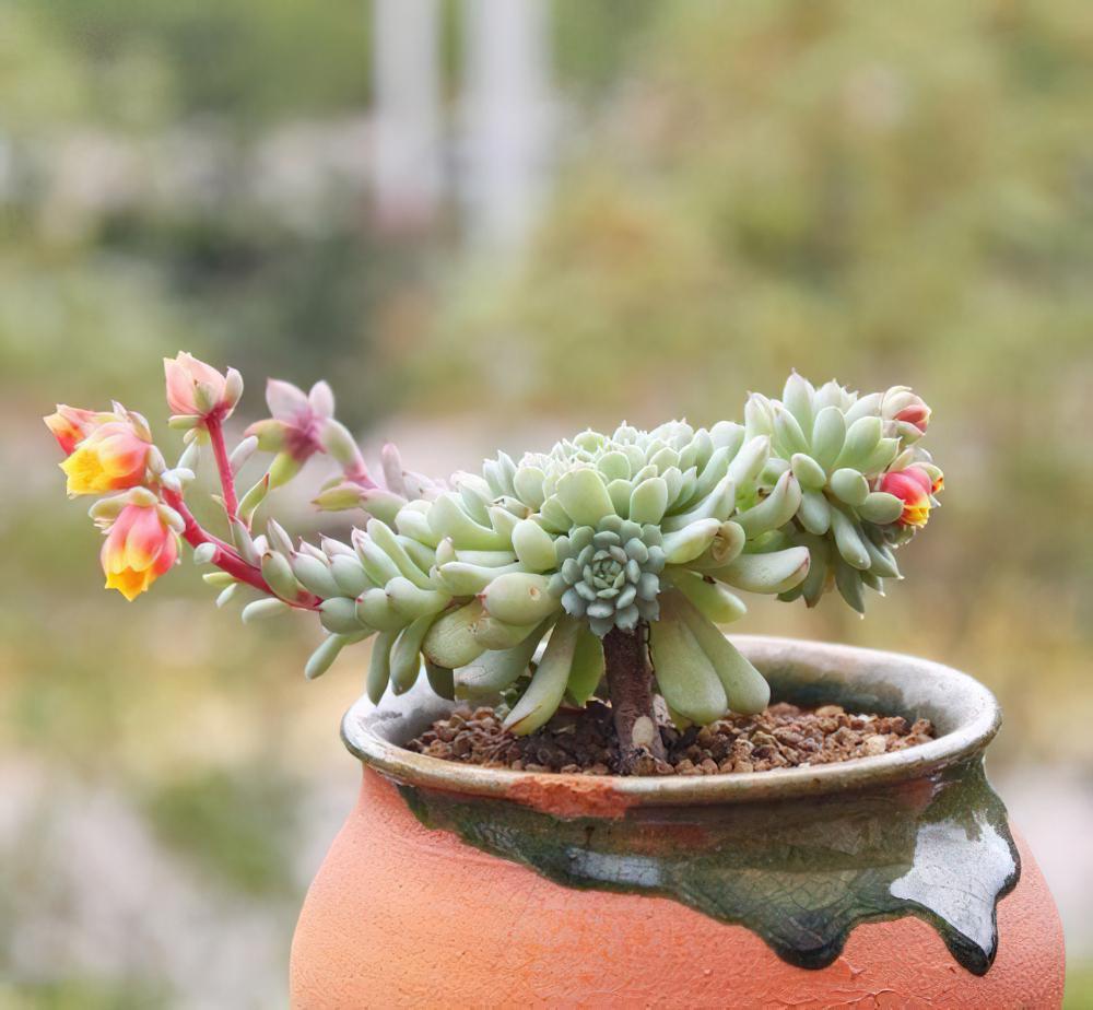 minima家族大起底：Echeveria minima姬莲和她的近亲们