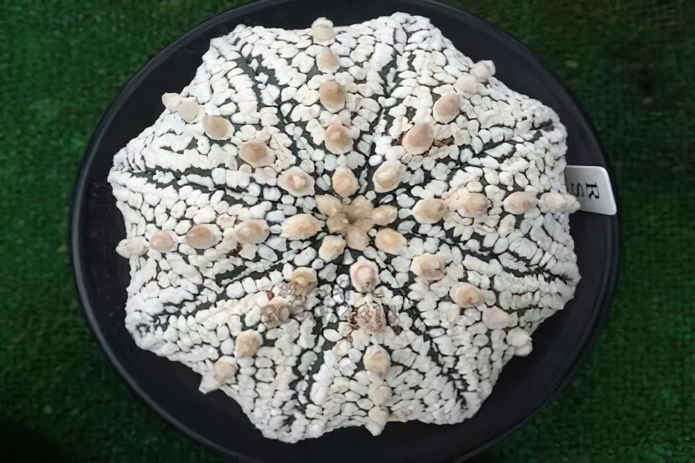 星球