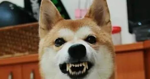 导致狗狗攻击人的原因都有哪些？