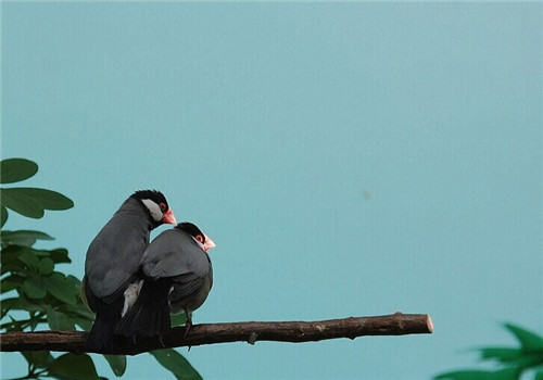 灰文鸟的品种简介