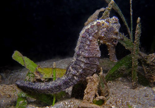 海马科海水鱼饲养方法