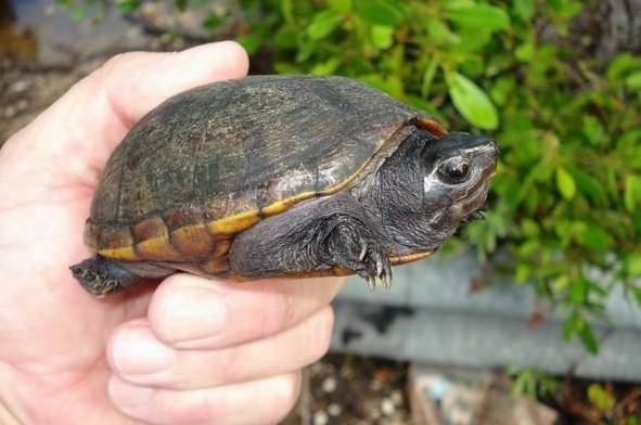 蛋龟之果核泥龟的介绍