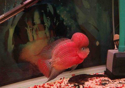 金花罗汉鱼饲养方法