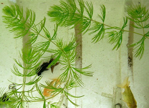 水族造景之金水藻