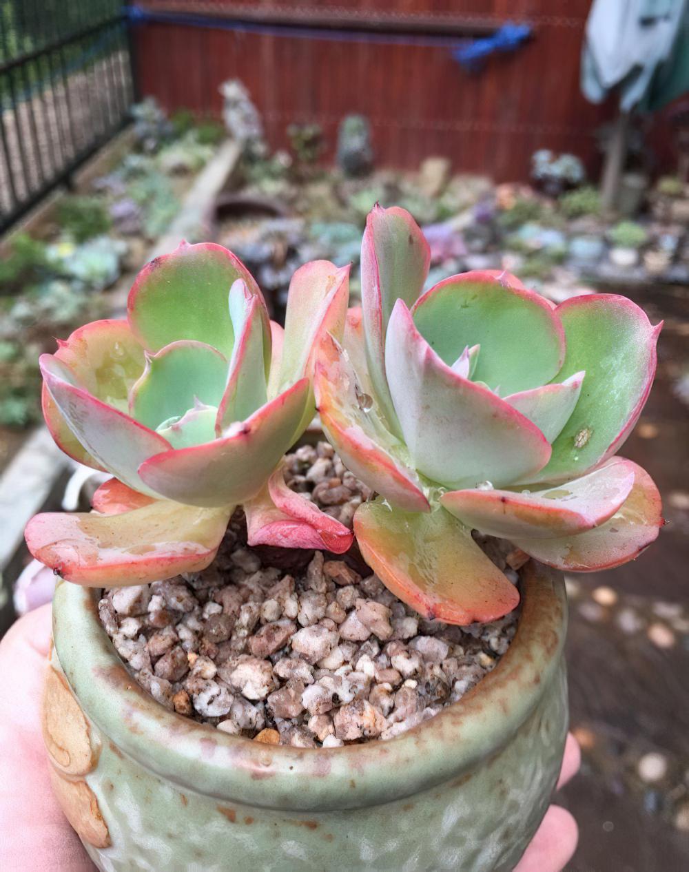 瘦死的骆驼比马强！季节的变化还是让肉肉们开始悄悄变美