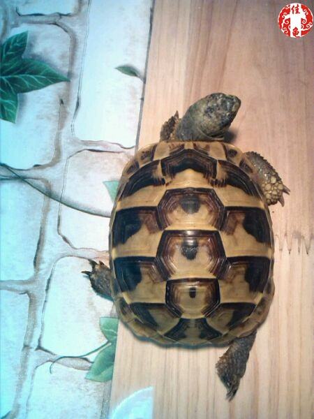 宠物龟医院护理方法 宠物龟医院护理方法