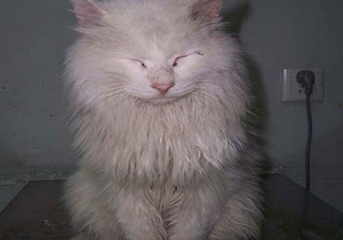 一例猫隔疝的手术治疗