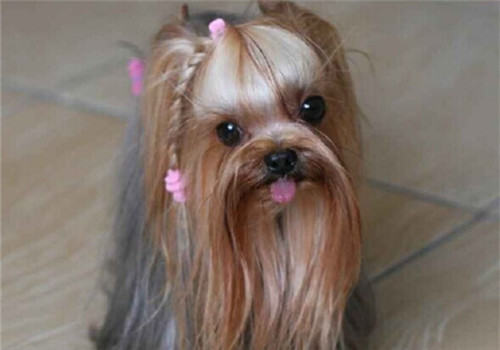 什么样的狗狗不适合穿衣服