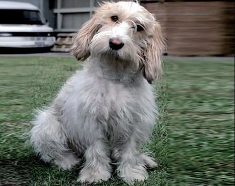 贝吉格里芬凡丁犬怎么样？贝吉格里芬凡丁犬介绍