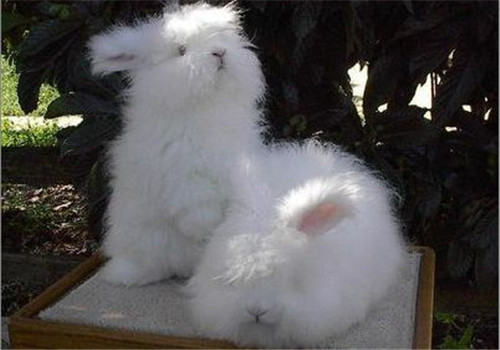 宠物兔购买须知