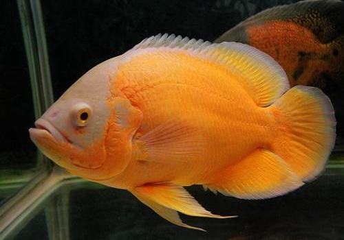 地图鱼吃什么？地图鱼饲养