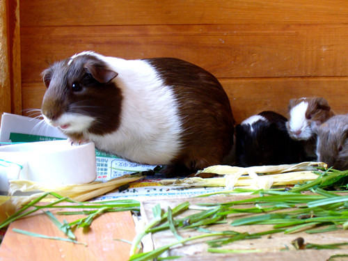 荷兰猪夏天的特殊护理