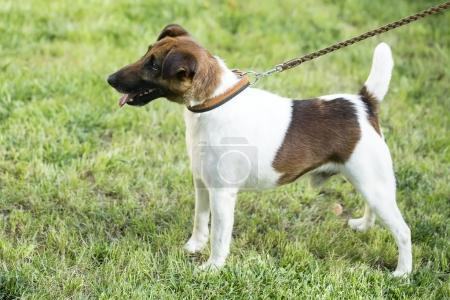 英国猎狐犬怎么样？英国猎狐犬介绍